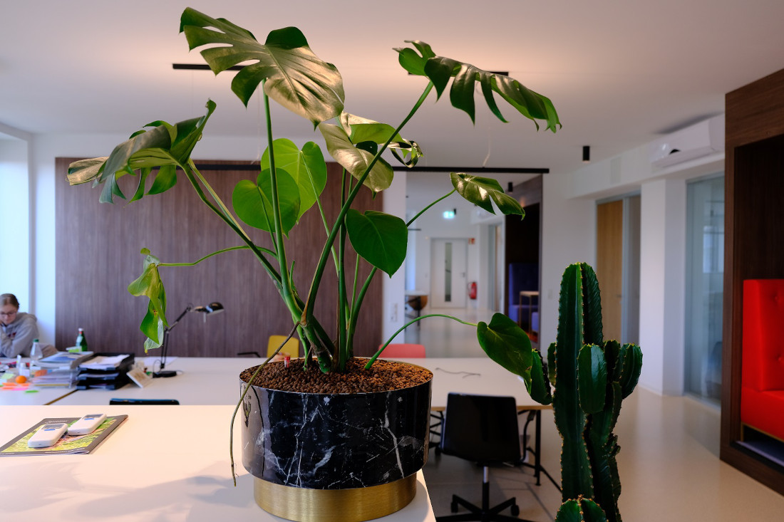 Green Moos Referenzen: Monstera im Büro
