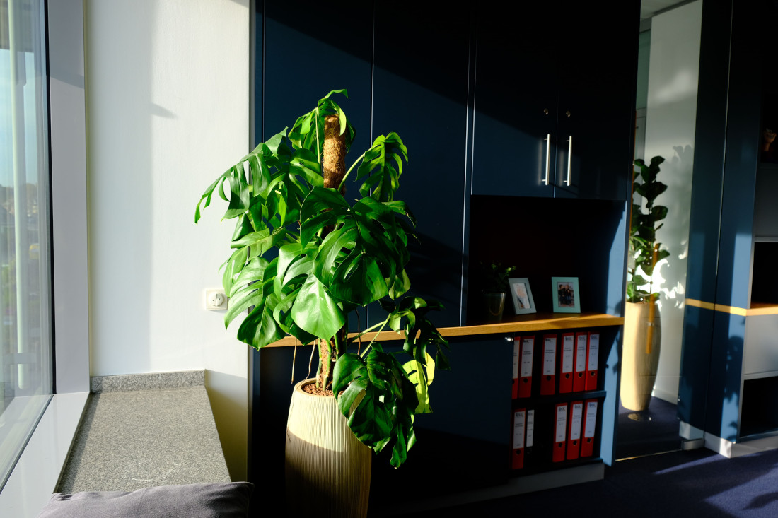 Green Moos Referenzen: Büro
