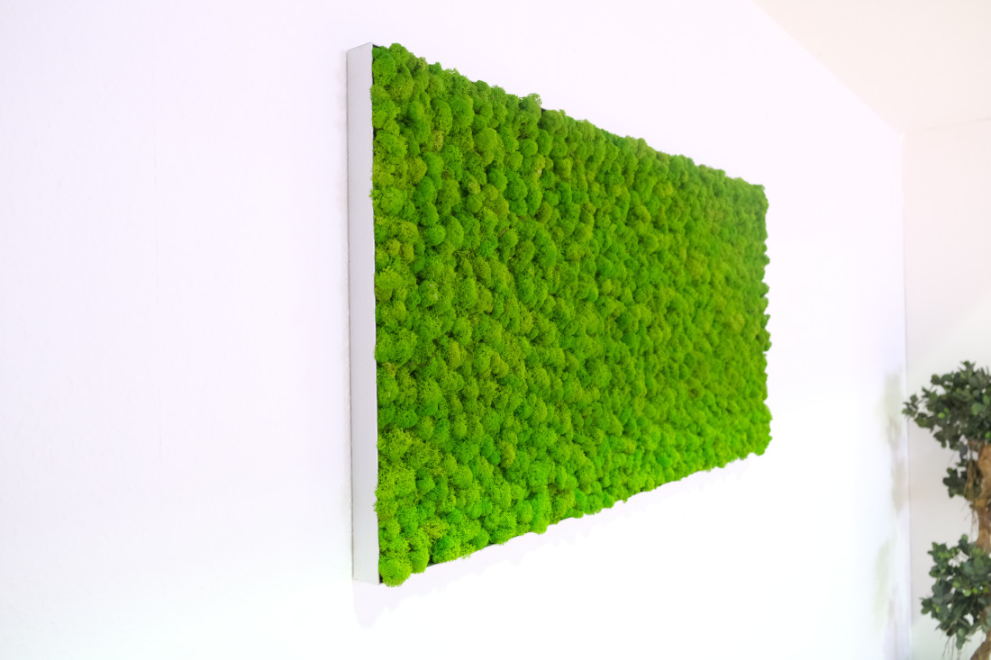Green Moos Referenzen: Mooswand
